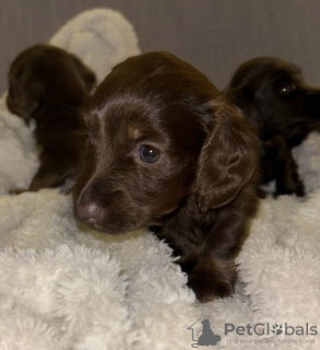 Photo №4. I will sell dachshund in the city of Berlin. private announcement - price - 1412$