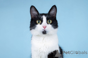 Photo №2 to announcement № 162710 for the sale of  - buy in Russian Federation private announcement