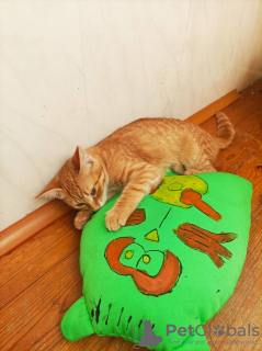 Photo №3. Red cat, kitten Orange, looking for a family!. Belarus