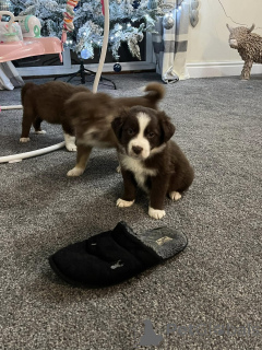 Photo №1. border collie - for sale in the city of Blvelop | Is free | Announcement № 172225