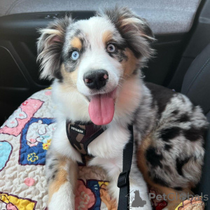 Photo №1. australian shepherd - for sale in the city of Tallinn | negotiated | Announcement № 124940