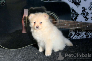Additional photos: KC REGISTERED Pure Pomeranian puppies 