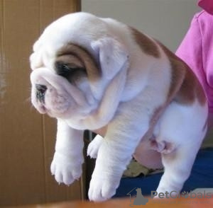 Photo №1. english bulldog - for sale in the city of Bali | negotiated | Announcement № 129957