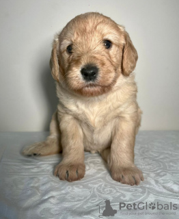 Photo №1. labradoodle - for sale in the city of Гаага | 264$ | Announcement № 81151