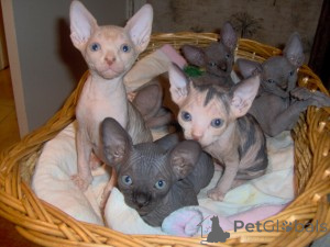 Photo №1. sphynx cat - for sale in the city of Charlotte | 450$ | Announcement № 135789