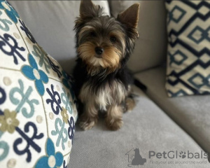 Photo №1. yorkshire terrier - for sale in the city of Érd | negotiated | Announcement № 110193