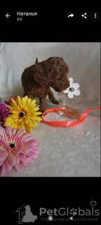 Photo №1. poodle (toy) - for sale in the city of Афины | negotiated | Announcement № 19609