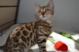 Photo №1. bengal cat - for sale in the city of Brest | 245$ | Announcement № 2093