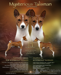 Photo №1. basenji - for sale in the city of Bobruisk | Is free | Announcement № 36688