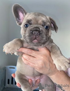 Additional photos: French bulldog puppies for sale