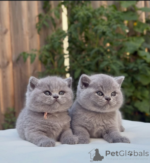 Photo №1. british shorthair - for sale in the city of AREL | 413$ | Announcement № 174076