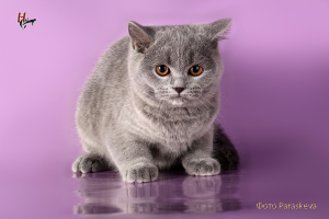 Photo №2 to announcement № 1659 for the sale of british shorthair - buy in Russian Federation private announcement, breeder