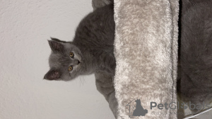 Photo №1. british shorthair - for sale in the city of Финстервальде | 581$ | Announcement № 61256