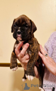 Photo №4. I will sell boxer in the city of Wiener Neustadt. breeder - price - 198$