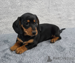 Photo №1. dachshund - for sale in the city of Kildare | negotiated | Announcement № 158222