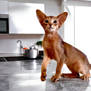 Photo №3. Abyssinian kittens. Belarus