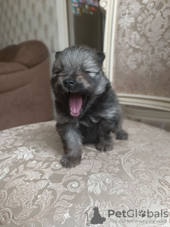 Photo №3. Puppy German Pomeranian, Diamond. Russian Federation