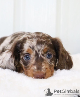 Photo №1. dachshund - for sale in the city of Munich | 423$ | Announcement № 105185