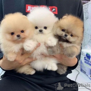 Photo №1. pomeranian - for sale in the city of Győr | negotiated | Announcement № 25055