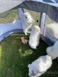 Photo №1. samoyed dog - for sale in the city of Качканар | 340$ | Announcement № 114380