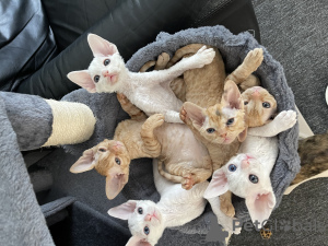 Photo №1. devon rex - for sale in the city of Гамбург | 528$ | Announcement № 52267