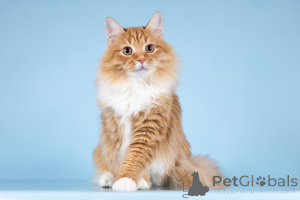 Photo №1.  - for sale in the city of Khimki | Is free | Announcement № 160878