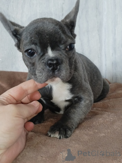 Photo №1. french bulldog - for sale in the city of Brest | negotiated | Announcement № 165011