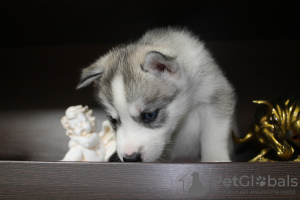 Photo №3. Siberian Husky puppies. Russian Federation