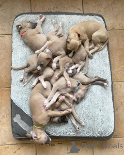 Photo №1. whippet - for sale in the city of BeauFort | negotiated | Announcement № 158223