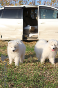 Photo №2 to announcement № 7808 for the sale of samoyed dog - buy in Russian Federation breeder