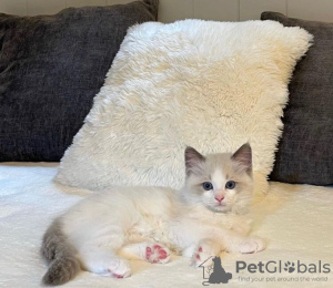 Photo №1. ragdoll - for sale in the city of Tarrytown | 220$ | Announcement № 108609