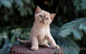 Photo №1. burmese cat - for sale in the city of Амстердам | 1$ | Announcement № 75723