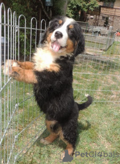 Photo №4. I will sell bernese mountain dog in the city of Belgrade.  - price - negotiated