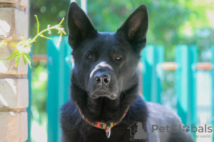 Photo №3. East European Shepherd puppies are looking for their owners. Russian Federation