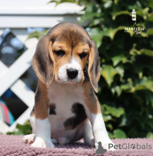 Photo №1. beagle - for sale in the city of Milan | 423$ | Announcement № 113645