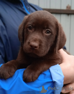 Photo №4. I will sell labrador retriever in the city of Yaroslavl. from nursery - price - negotiated