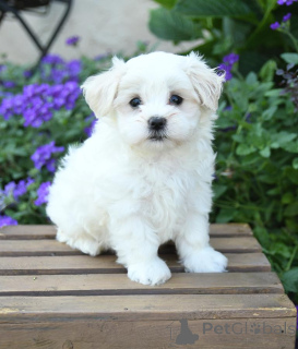Photo №2 to announcement № 151331 for the sale of maltese dog - buy in Germany 