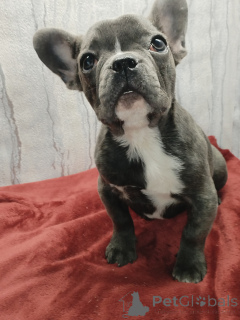 Photo №2 to announcement № 165454 for the sale of french bulldog - buy in Belarus private announcement