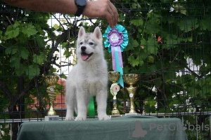 Photo №4. I will sell siberian husky in the city of Knjazevac.  - price - negotiated