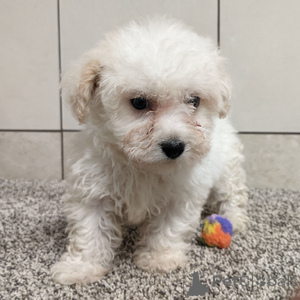 Photo №1. bichon frise - for sale in the city of Arnsberg | 282$ | Announcement № 151406