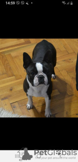 Additional photos: Boston terrier puppies