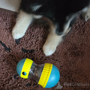 Photo №4. I will sell finnish lapphund in the city of ALAVUS. private announcement - price - 723$