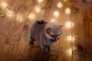 Photo №4. I will sell pomeranian in the city of St. Petersburg. breeder - price - 806$