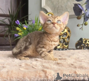 Photo №1. devon rex - for sale in the city of Bad Wildungen | 361$ | Announcement № 177738