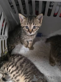 Photo №1. american shorthair - for sale in the city of Krakow | 310$ | Announcement № 172750