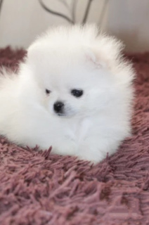 Photo №1. pomeranian - for sale in the city of Kharkov | 552$ | Announcement № 6218