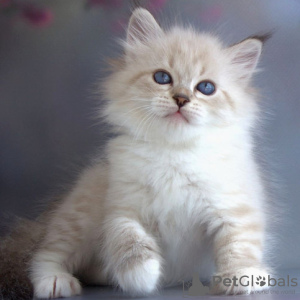 Photo №1. siberian cat - for sale in the city of Антверпен | negotiated | Announcement № 62170