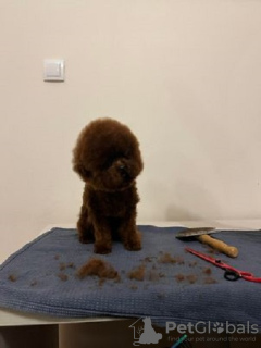 Photo №4. I will sell poodle (royal) in the city of Zrenjanin. breeder - price - negotiated