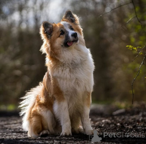 Photo №2 to announcement № 157830 for the sale of icelandic sheepdog - buy in Germany from the shelter, breeder