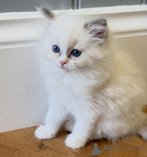 Photo №3. Purebred Ragdoll Kittens for Sale Males & Females Available. Netherlands